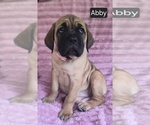 Small #3 Cane Corso