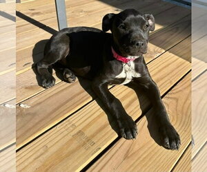 Labrador Retriever-Unknown Mix Dogs for adoption in Sheboygan, WI, USA
