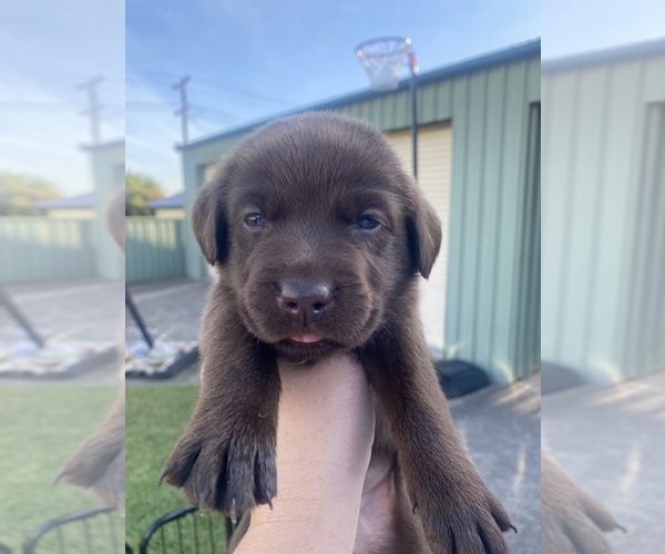 Medium Photo #9 Labrador Retriever Puppy For Sale in Cessnock, New South Wales, Australia
