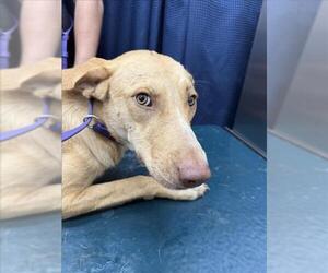German Shepherd Dog Dogs for adoption in Mobile, AL, USA