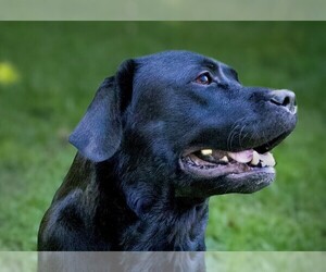 Mother of the Labrador Retriever puppies born on 07/07/2026