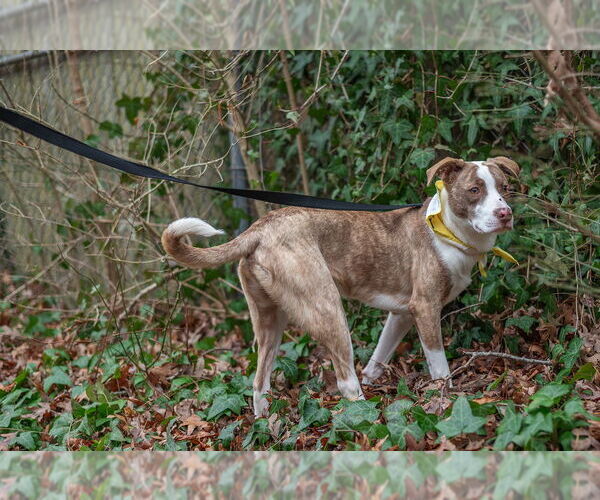 Medium Photo #10 Mutt Puppy For Sale in Oak Bluffs, MA, USA