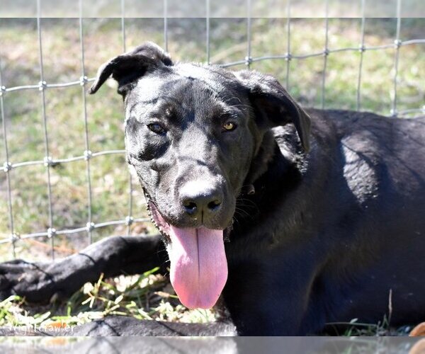 Medium Photo #6 Mutt Puppy For Sale in The Woodlands, TX, USA