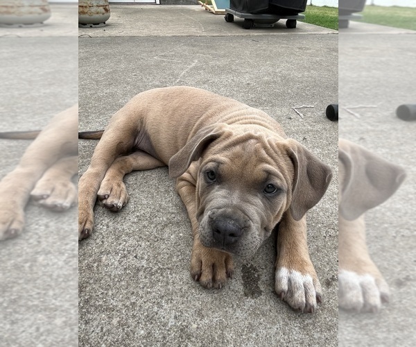 Medium Photo #1 American Bully Puppy For Sale in MYRTLE BEACH, SC, USA