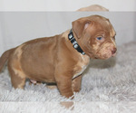 Small #12 American Bully