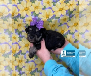 Schnauzer (Miniature) Puppy for sale in WINNSBORO, LA, USA