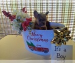 Small Photo #10 French Bulldog Puppy For Sale in GULLIVER, MI, USA