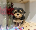 Small Photo #1 Morkie Puppy For Sale in CASSVILLE, MO, USA