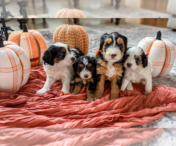 Medium Photo #2 Miniature Bernedoodle Puppy For Sale in WOODSTOCK, GA, USA