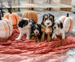 Small #1 Miniature Bernedoodle
