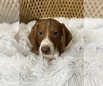 Small Photo #2 Dachshund Puppy For Sale in CANOGA, NY, USA