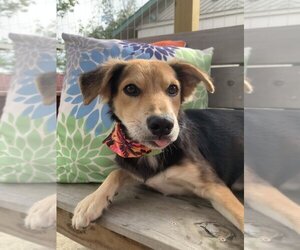 Mutt Dogs for adoption in San Leon, TX, USA
