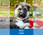 Puppy Blue German Shepherd Dog-Siberian Husky Mix