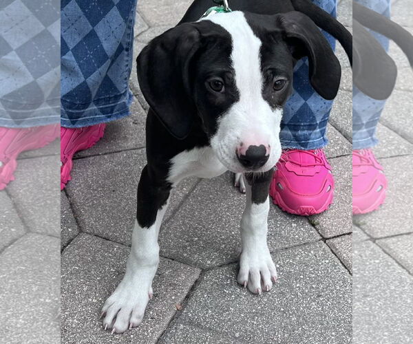 Medium Photo #3 Labrador Retriever Puppy For Sale in Royal Palm Beach, FL, USA