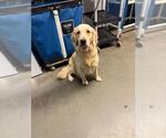 BISCUIT - Female Golden Retriever-Unknown Mix Dog for Adoption - Small photo
