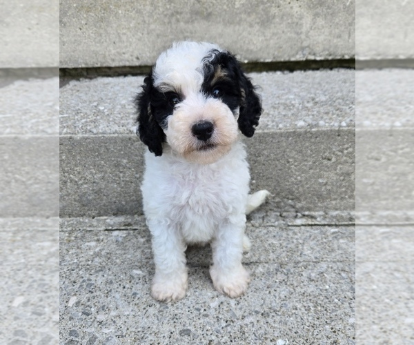 Medium Photo #3 Bernedoodle (Miniature) Puppy For Sale in FRANKLIN, IN, USA