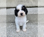 Small #2 Bernedoodle (Miniature)