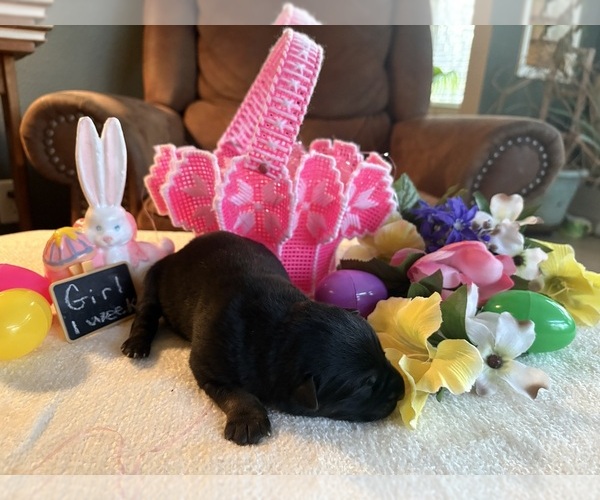 Medium Photo #2 German Shepherd Dog Puppy For Sale in SEAGROVE, NC, USA