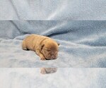 Small Photo #11 French Bulldog-Olde English Bulldogge Mix Puppy For Sale in WAYNE, MI, USA
