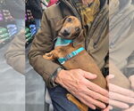 Small #5 Dachshund