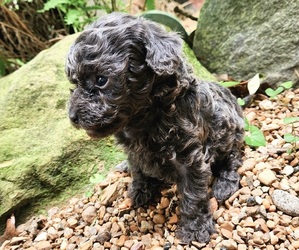 Poodle (Toy) Puppy for sale in DRY PRONG, LA, USA