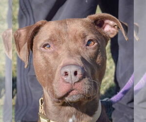 American Staffordshire Terrier-Chocolate Labrador retriever Mix Dogs for adoption in Huntley, IL, USA