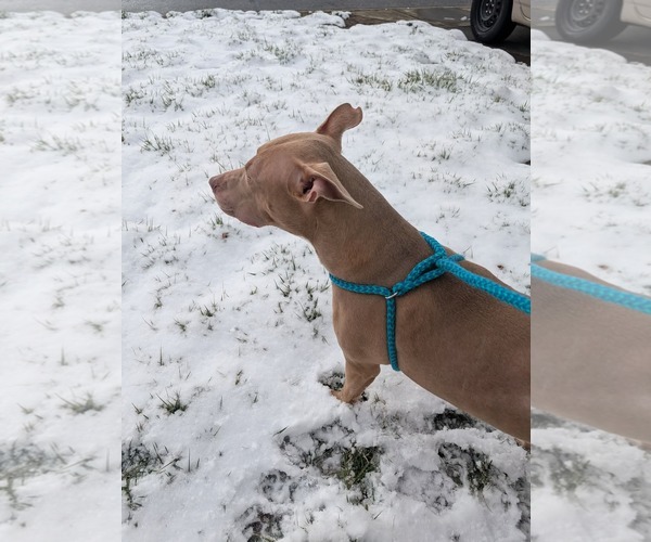 Medium Photo #10 American Staffordshire Terrier-Unknown Mix Puppy For Sale in Holly Springs, NC, USA