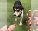 Small #2 Beagle Mix