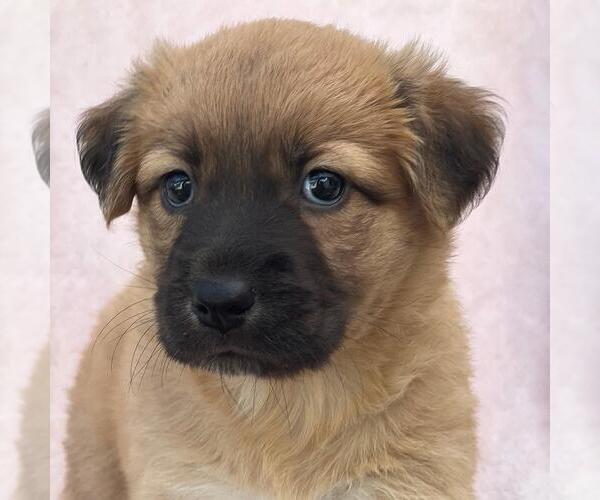 Medium Photo #2 Labrador Retriever-Unknown Mix Puppy For Sale in San Diego, CA, USA