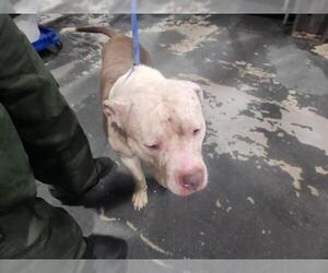 Mutt Dogs for adoption in Bakersfield, CA, USA