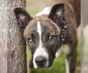 Staffordshire Bull Terrier Dogs for adoption in Rosenberg, TX, USA