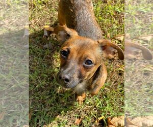 Poppy - Male Chihuahua Dog for Adoption - Photo #8