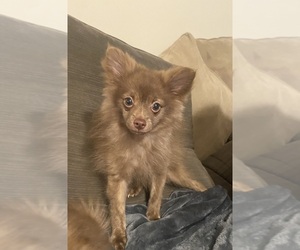 Pomeranian Puppy for Sale in CHATSWORTH, Georgia USA