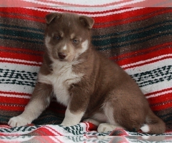 Medium Photo #2 Siberian Husky Puppy For Sale in FREDERICKSBURG, OH, USA