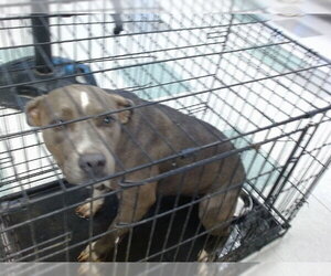 Mutt Dogs for adoption in Oklahoma City, OK, USA