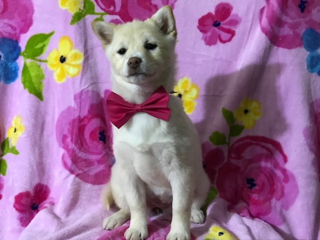 Medium Photo #4 Pom-Shi Puppy For Sale in HONEY BROOK, PA, USA