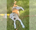 Small #18 American Staffordshire Terrier Mix