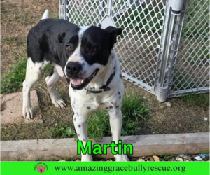 Martin - Male Bulldog-Pointer Mix Dog for Adoption - Photo #2