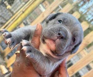 Cane Corso Puppy for sale in SENOIA, GA, USA