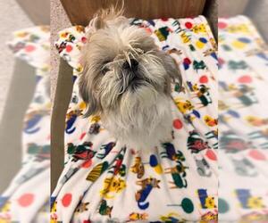 Shih Tzu Dogs for adoption in Brighton, CO, USA