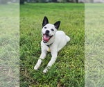 Small #2 Chihuahua Mix
