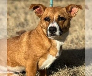 Corgi Basset Dogs for adoption in Yardley, PA, USA