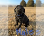 Small Photo #6 Labrador Retriever Puppy For Sale in FALLS CITY, NE, USA