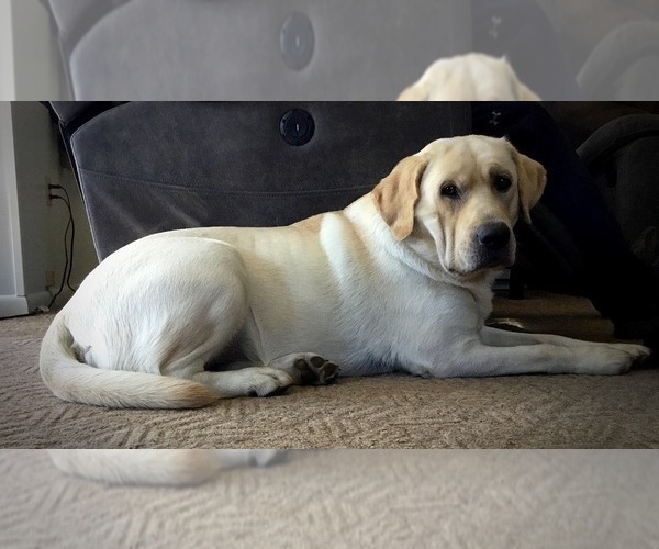 Medium Photo #1 Labrador Retriever Puppy For Sale in CAPON BRIDGE, WV, USA