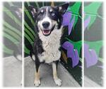 Small Photo #2 Siberian Husky-Unknown Mix Puppy For Sale in Frisco, CO, USA