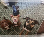 Small #3 American Pit Bull Terrier-American Staffordshire Terrier Mix