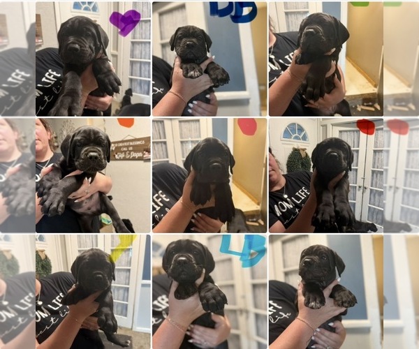Medium Photo #1 Cane Corso Puppy For Sale in HIGHLAND HEIGHTS, OH, USA