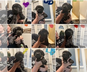 Cane Corso Puppy for sale in HIGHLAND HEIGHTS, OH, USA