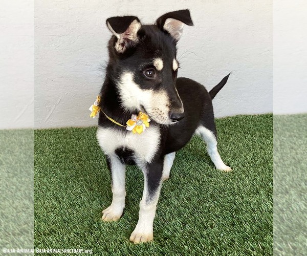 Medium Photo #2 Miniature Pinscher-Siberian Husky Mix Puppy For Sale in San Diego, CA, USA