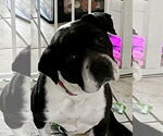 Small #1 Chinese Shar-Pei Mix